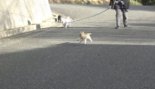 真似をして犬の散歩に付いて行ってしまった子猫