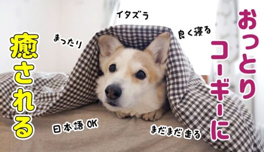 コーギーのシニア犬ってこんなに可愛い！！