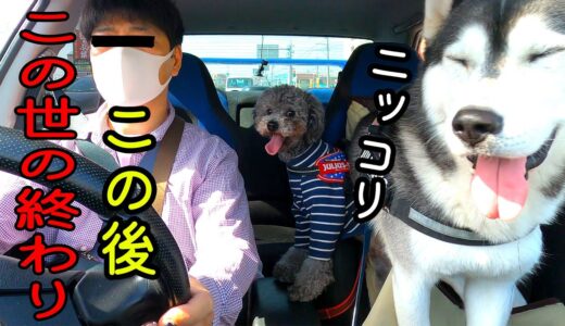 洗車機で絶望！この世の終わりを察したハスキー犬と保護犬トイプードルがこちら