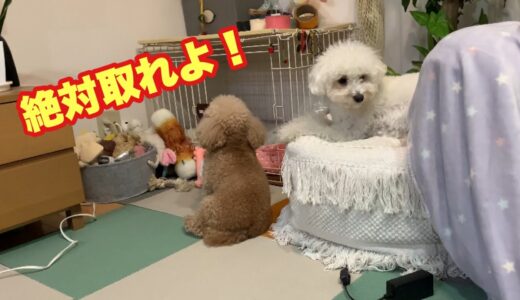 絶対取るなよ＝絶対取れよ がなかなか伝わらない犬 トイプードル/マルプー