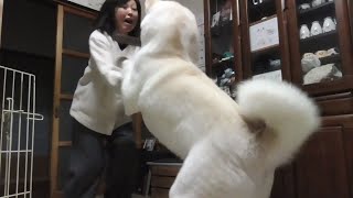 【秋田犬ゆうき】お姉さんのノリと触り方はまだ慣れていないのでイマイチです【akita dog】