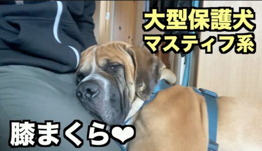 大型マスティフ系保護犬・心地ええねん【15 16日目】