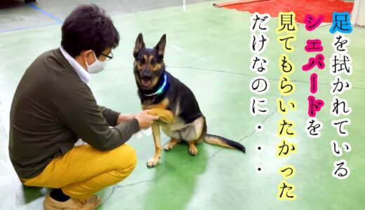 散歩から帰って足を拭かれるシェパード犬を見てもらうはずが、まさかの展開に【German Shepherd】 The Unexpected Ending After Washing Dog's Paw