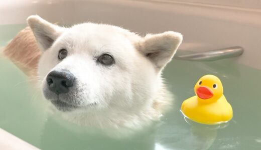 一か月ぶりの風呂が気持ち良すぎた柴犬