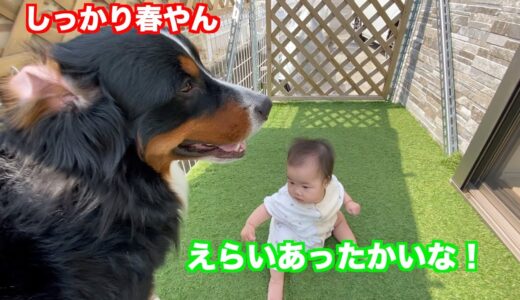 【子守犬】赤ちゃんと共に春を感じる　バーニーズマウンテンドッグ　 bernese mountain dog