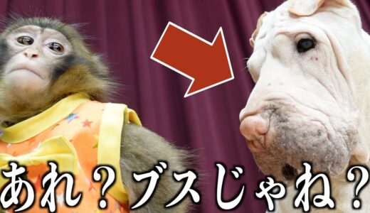 仲良しの犬が「変な犬」だと気づいてしまった子猿の反応がおもしろい。