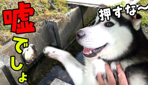 とんでもないものを見つけてしまったハスキー犬と飼い主