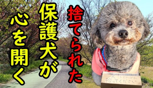 保護犬トイプードルが完全に心を開いた瞬間、胸が締め付けられた飼い主とハスキー犬