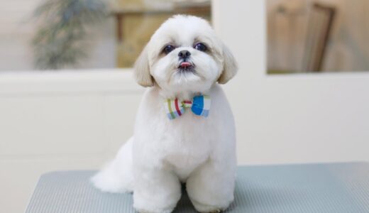 【かわいい】シーズー犬がトリミングでぬいぐるみになり過ぎて二度見してしまったwww / Shihtzu trimming.