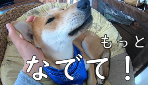 ずーっとかまって欲しかった元保護犬、やっとかまってもらえる