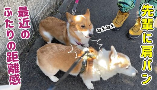 調子に乗った後輩犬が先輩犬に肩パンしてしまいました！