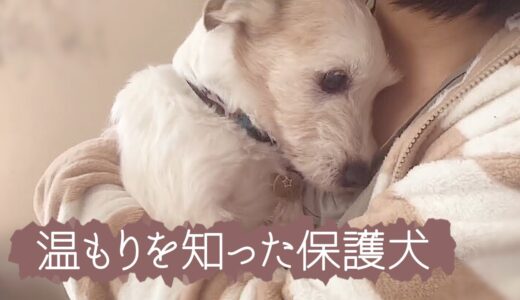 保護犬預かりvlog 温もりを知った保護犬