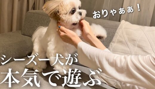 【癒し動画】普段大人しいはずのシーズー犬が本気を出して遊ぶとこんな事になりましたwww / Video playing with Shih Tzu.