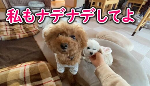 撫でて欲しいアピールに必死な犬