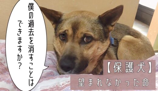 【保護犬預かりvlog】ぼくの過去を消すことが出来ますか？