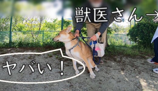 怖がりな保護犬、注射に行く