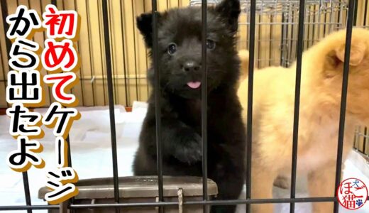 【捨て犬　子犬　保護】側溝に落ちていた子犬　ケージを開けて室内で初めて遊びました♪