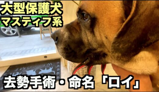 大型マスティフ系保護犬・命名「ロイ」【3 4日目】