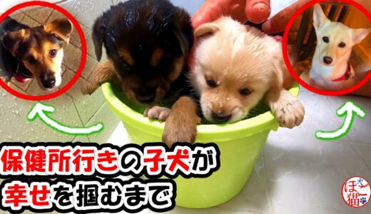 【子犬　保護犬】保健所行きの子犬が 幸せを掴むまでの成長記録　【白豆・黒豆のダイジェスト】