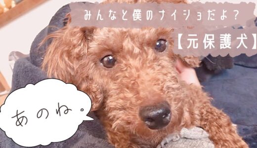 【保護犬預かりvlog】大変なことが起きる予感　ウッディから重大発表があります