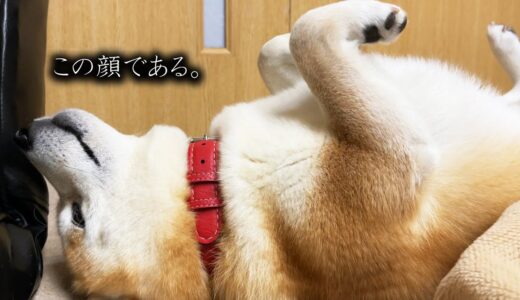 犬小屋に本能を忘れてきた柴犬