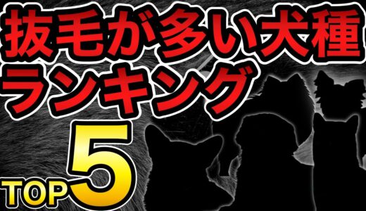 【抜け毛が多い犬種ランキングTOP５】一番抜けるのはこの犬だ！ペットショップ店長が解説します。