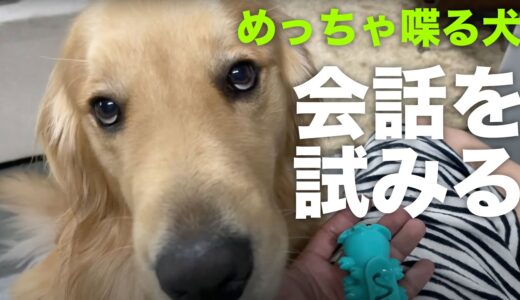 必死に何かを喋る愛犬：喋る犬アムロ