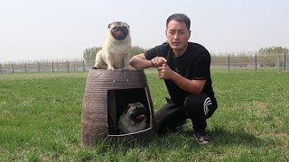 三只巴哥犬太调皮，偷偷在主人腿上撒尿3 pugs are very naughty to pee on owner’s leg