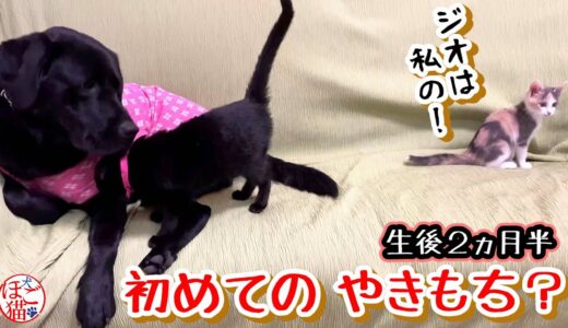 【保護猫　子猫　保護犬】初めてのやきもち？　生後２ヶ月半