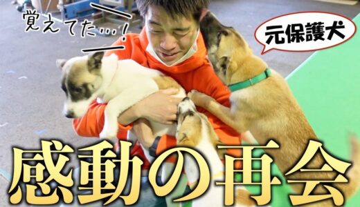 もらわれていった元保護犬に「保護して育てた人」が会いにいってみた…