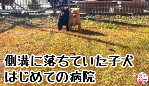 【捨て犬　子犬　保護】ど緊張で固まってしまった子犬　初めての病院