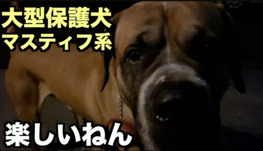 大型マスティフ系保護犬・はしゃぐようになりました【11 12日目】