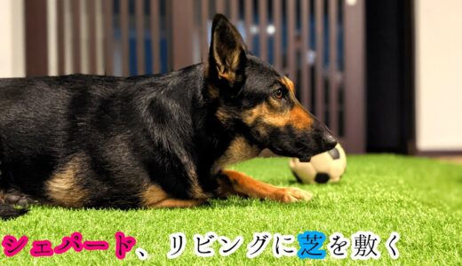 リビングに芝生を敷いてドッグラン化したらシェパード犬が超絶喜びました【German Shepherd】 My Dog Is Really Happy With Living Room Dog Park