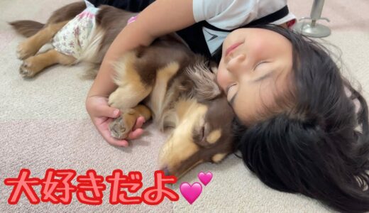 大好きな小型犬を寝かしつけたかったのに、結局添い寝になっちゃった愛犬と愛娘がこちらです。ゴールデンレトリバーのクッキーとミニチュアダックスフンドの子犬ショコラとの幸せな日常