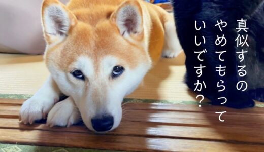 犬のマネをしてみせる猫 Cat pretending to be a dog