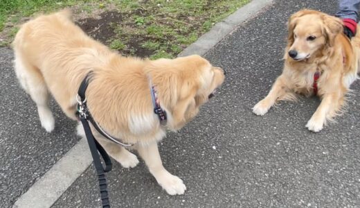 女の子♀に、ちょっかい出しすぎて嫌われた犬♂