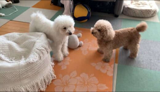 犬同士でも全く言葉が通じないらしい【トイプードル】【マルプー】