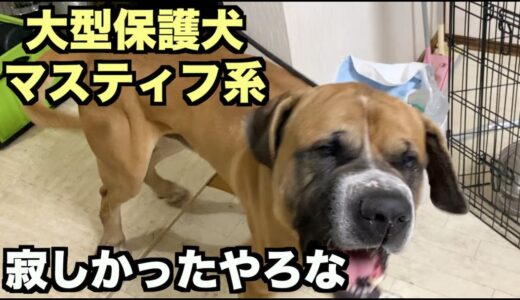 大型マスティフ系保護犬・某所より保護【1 2日目】