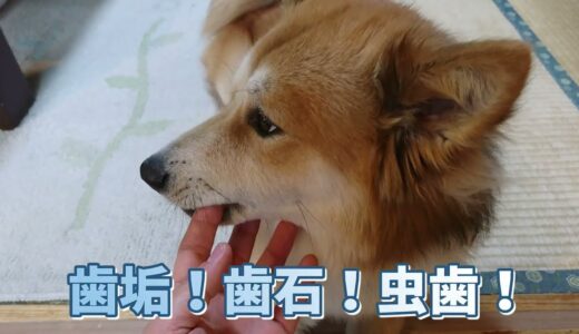 [保護犬だん君]犬の歯垢！歯石！虫歯！人間も犬も歯は大切だよね！