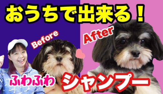 犬のシャンプー・グルーミングの仕方　ふわふわになるコツをトリマーさんに教えてもらいました！【前編】