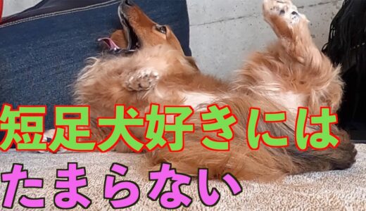 【短足犬】可愛すぎる足とおしりに密着24時【カニンヘンダックスえびすの日常】