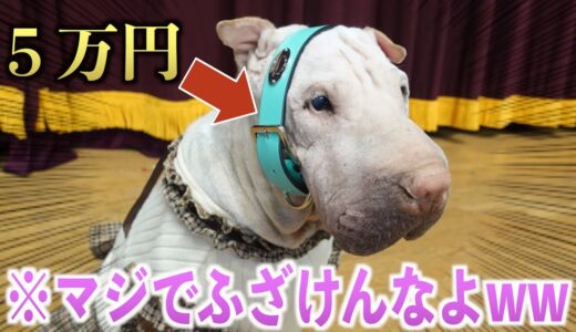 世界一珍しい犬種にティファニーの首輪を買ってあげたら使えないことが判明ww