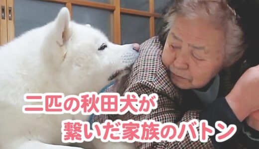 【秋田犬げんきとゆうき】二匹の秋田犬と家族の物語。愛のバトンは繋がって…