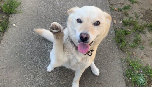 ナデナデしてーって言ってくれる白い犬とベロ出して寝てる猫