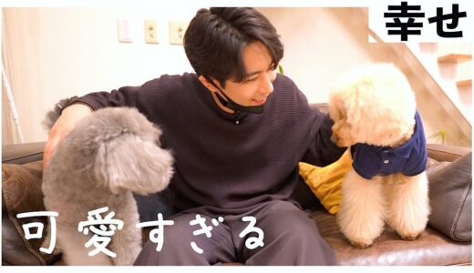 🐶犬が二匹に増えてかわいいが止まらないアラサー男が幸せそう。(後編)【トイプードル】