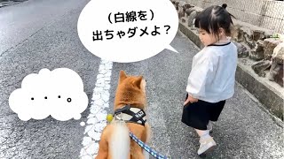 散歩中、柴犬と父に色々指示してくる2歳娘【まさかの兄弟犬初登場】