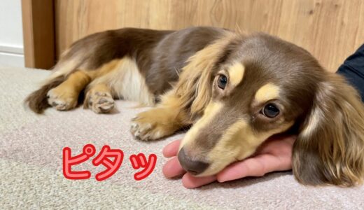 小型犬をマッサージで癒したら、倍返しで癒されました！ゴールデンレトリバーのクッキーとミニチュアダックスフンドの子犬ショコラとの幸せな日常