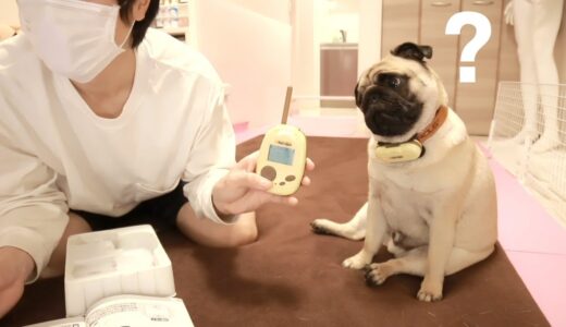 ほんやくコンニャク？犬の翻訳機を試してみた