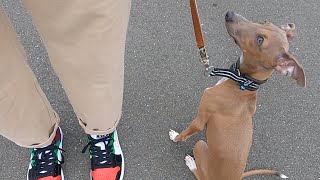 おしゃべり上手な保護犬イタグレの日常切り抜き【Day29】