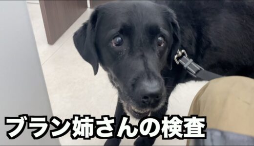 大型犬女子の尿もれ？原因を探る